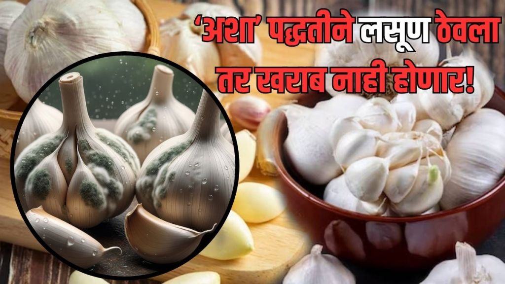 Keep garlic fresh in rainy season
