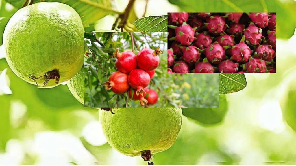 Good arrival of dragonfruit guava pomegranate at the Agricultural Produce Market Committee in Sangamner