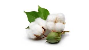 Illegally available HTBT cotton seeds from Gujarat in Jalgaon