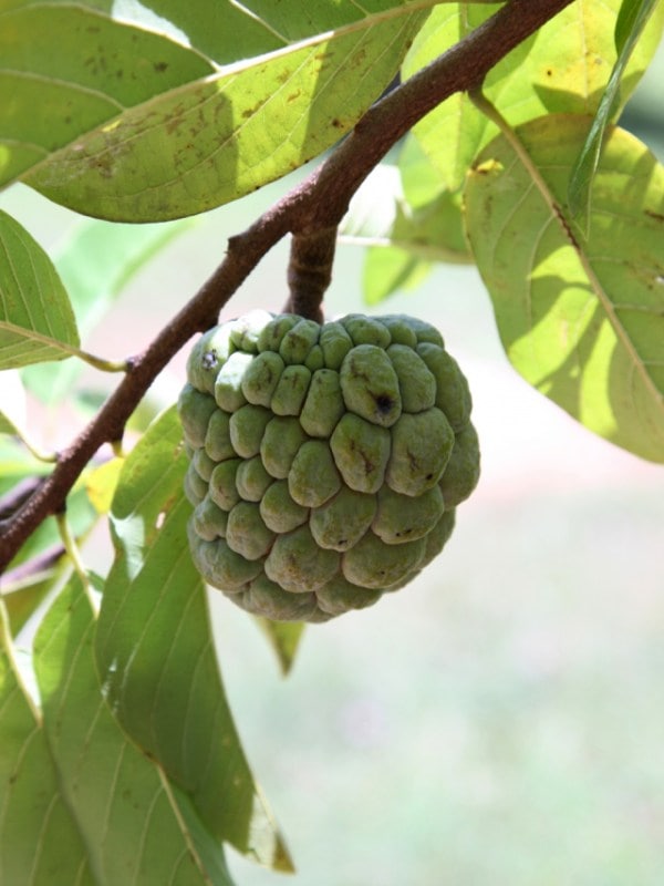 Health Benefits Of Eating Custard Apple In Monsoon
