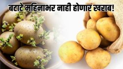 बटाट्यांना मोड येणार नाहीत! परडीत ठेवा ‘या’ गोष्टी आणि बघा कमाल, महिनाभर राहतील फ्रेश