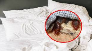 How to Get Rid of Bed Bugs in a Mattress