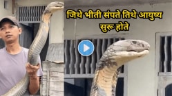 “ना कसली भीती, ना कसली चिंता….” हातात मोठा किंग कोब्रा पकडून फोटो काढतोय हा माणूस, धाडस पाहून तुमच्या काळजाचा उडेल थरकाप, Viral Video बघाच