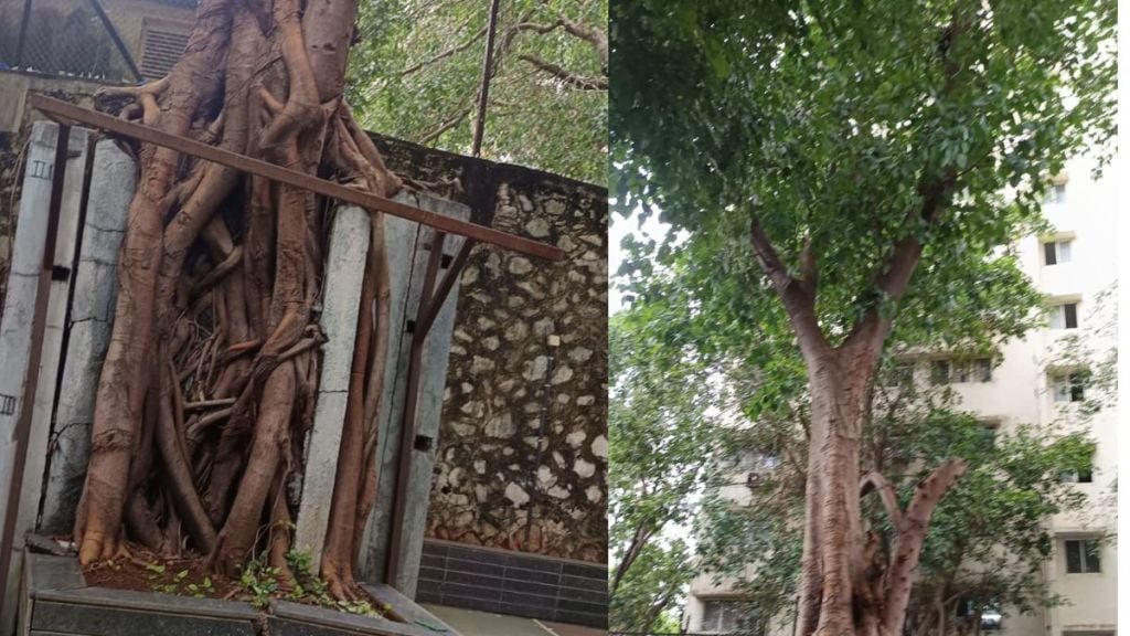 Illegal peepal tree cutting in Lodha society shiwadi ramtekadi Aria sparks controversy