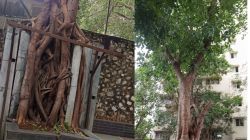 शिवडी रामटेकडी येथील गृहसंकुलातील जुना पिंपळ वृक्ष हटवला