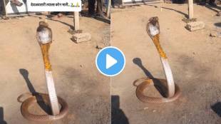 Injured King Cobra Video