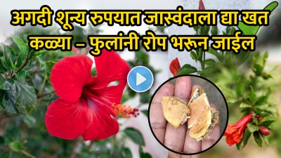 VIDEO: जास्वंदाच्या रोपाला येतील पटापट कळ्या, लिंबाच्या सालीसोबत द्या ‘या’ दोन वस्तू