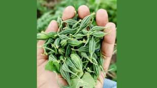 Due to its medicinal properties, bitter gourd is known as a 'natural medicine' in rural areas.