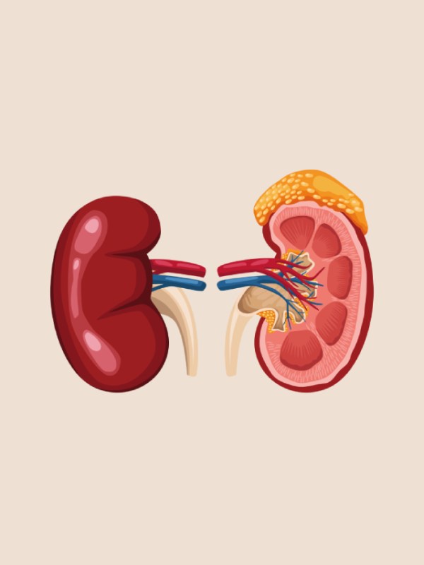 for kidney good heath eat these best healthy foods sdn 96