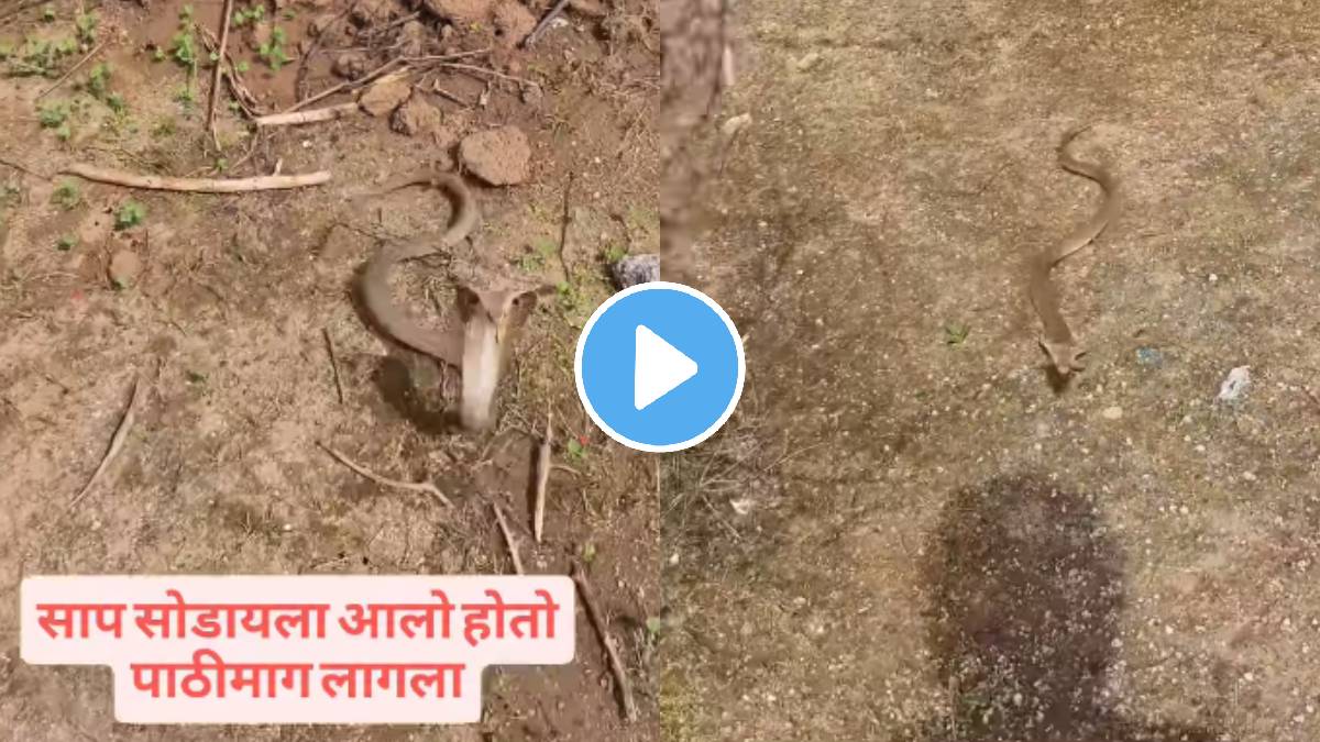 जंगलात सोडल्यानंतर एका राजा कोब्राने एका तरूणाला मारहाण केल्याचा एक धक्कादायक व्हिडिओ पहा