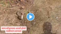 किंग कोब्राला जंगलात सोडायला गेला अन् तरुणाबरोबर घडली भयंकर घटना…; Video पाहून भरेल धडकी