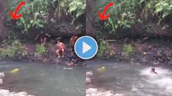 पावसाळ्यात नदीकाठी जाण्याआधी पाहाच एकदा ‘हा’ भयानक VIDEO; झुडपातून आला भलामोठा किंग कोब्रा अन्…; धडकी भरवणारा क्षण