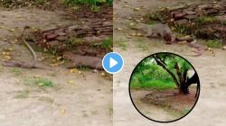 गाईजवळ साप आणि मुंगुसामध्ये रंगलं घनघोर युद्ध; शेवटी कोण जिंकलं प्राणघातक लढाईत? VIDEO चा शेवट पाहून थरकाप उडेल एवढं नक्की!