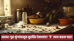 घरातील साखरेच्या डब्याला वारंवार मुंग्या लागतात? करून पाहा ‘हे’ सोपे उपाय, डब्याजवळ फिरकणार नाहीत मुंग्या!