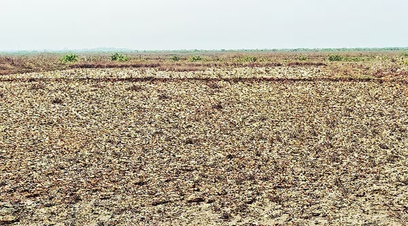 Land