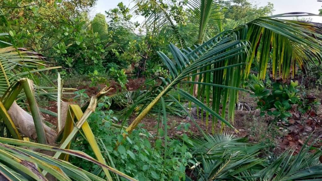 Elephants cause widespread destruction in coconut groves in Dodamarg taluka
