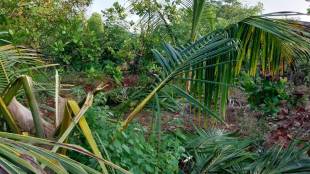 Elephants cause widespread destruction in coconut groves in Dodamarg taluka