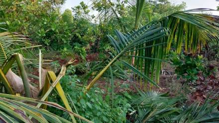 Elephants cause widespread destruction in coconut groves in Dodamarg taluka