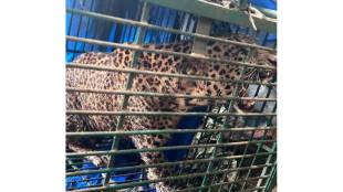 Leopard at Malewad Kondure in Sawantwadi captured