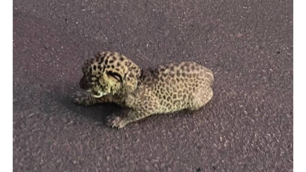 Leopard cub found in Lanja released in Sanjay Gandhi National Park by forest department