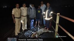 रत्नागिरीत रेल्वेच्या धडकेत बिबट्याचा मृत्यू