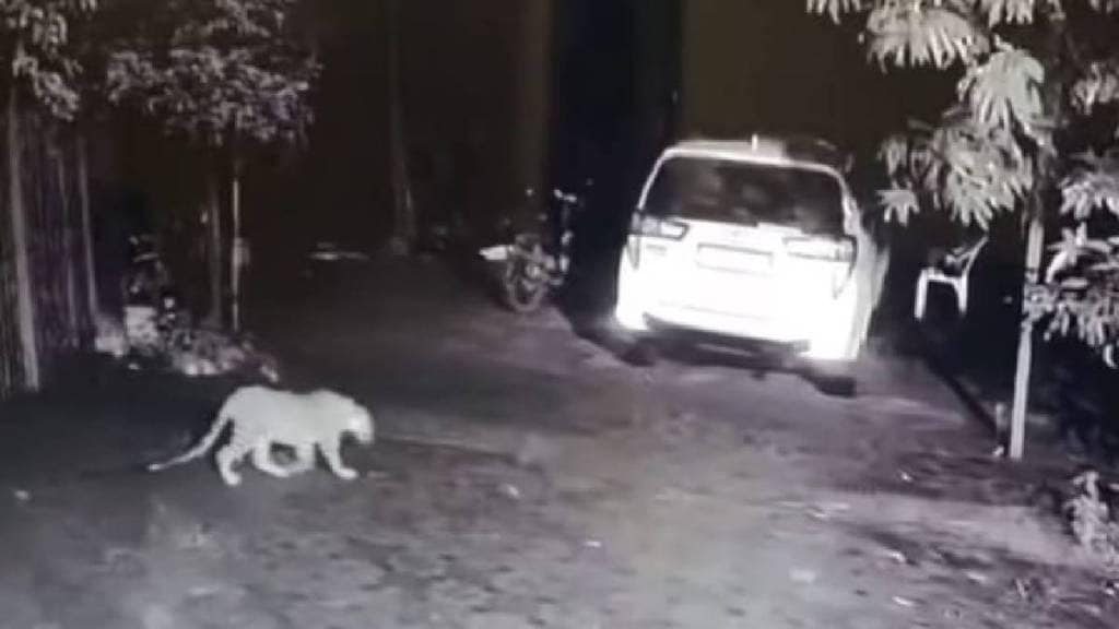 Leopard movement has been seen in the Dolkhamb area