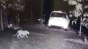 Leopard movement has been seen in the Dolkhamb area
