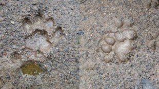 Leopard movement increases fear in Dahanu villages