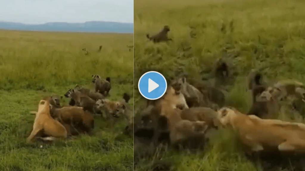 Lioness hyena attack Marathi
