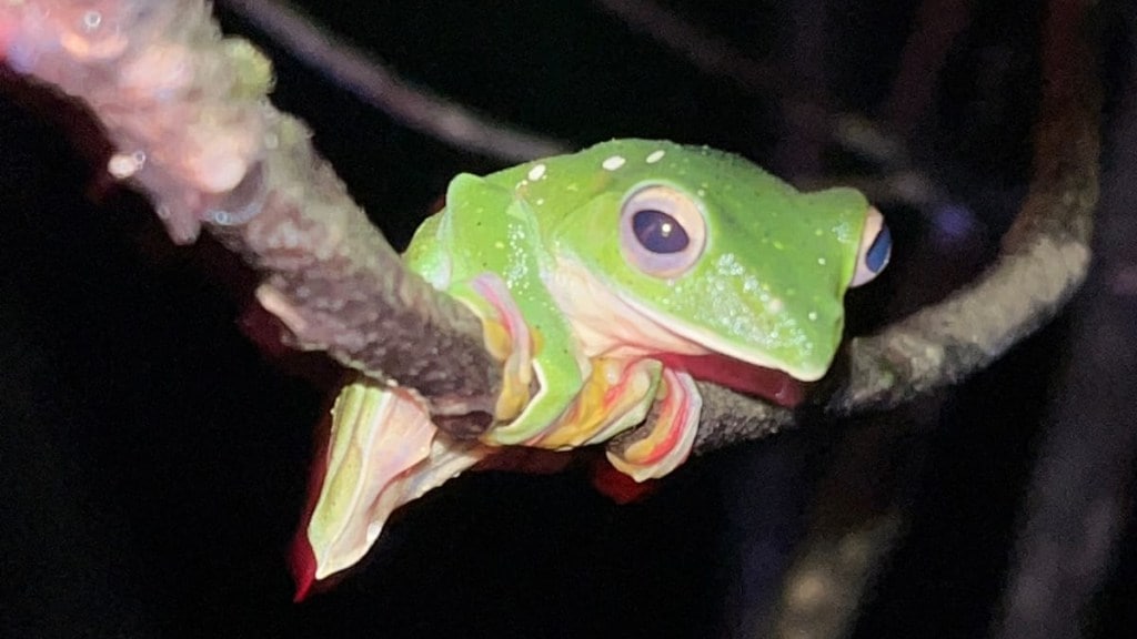 Malabar Gliding Frog Spotted for the First Time in Zholambe Village of Dodamarg sindhudurg