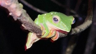 Malabar Gliding Frog Spotted for the First Time in Zholambe Village of Dodamarg sindhudurg