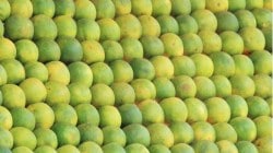 आंबट गोड मोसंबी मुबलक; पावसामुळे लागवडीत वाढ