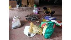 सहार गावात एका रात्रीत सापडले ३१९ उंदीर