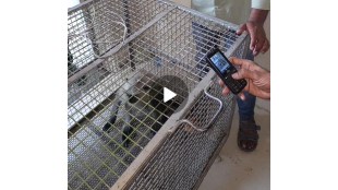Nagpur Hospital Monkey Trouble Ends with Heroic Rescue Operation