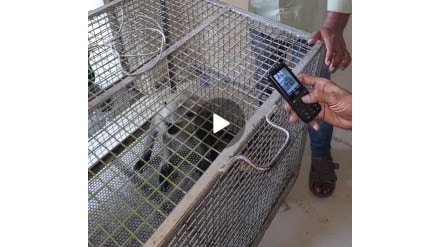 Nagpur Hospital Monkey Trouble Ends with Heroic Rescue Operation