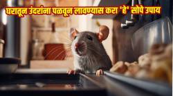 घरात वाढलाय उंदरांच्या पिल्लांचा सुळसुळाट? करा फक्त ‘हे’ सोपे उपाय, एकही उंदीर पुन्हा फिरकणार नाही