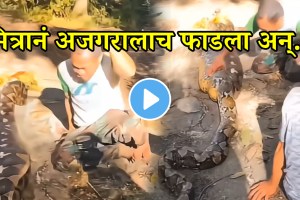 Video python swallows man whole then what happened next wacth video goes viral on social media