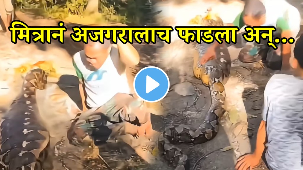 Video python swallows man whole then what happened next wacth video goes viral on social media