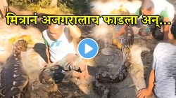 महाकाय अजगराने तरुणाला जिवंत गिळलं; मित्रानं अजगरालाच फाडला अन्…थरारक VIDEO पाहून उडेल थरकाप