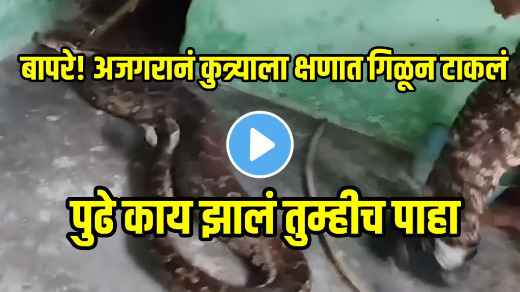 Giant Python Swallows Pet Dog Alive In Himachal Shocking Video Goes Viral on social Media