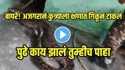 बापरे! अजगरानं केली कुत्र्याची शिकार; क्षणात गिळून टाकलं, पुढे काय झालं तुम्हीच पाहा, VIDEO पाहून तुम्हालाही बसेल धक्का