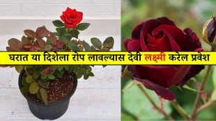 Where to keep rose plant at home for positive energy Vastu guide Vastu Tips Planting