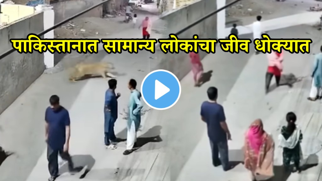 Lion attack on peoples in Pakistan scary video goes viral on social media
