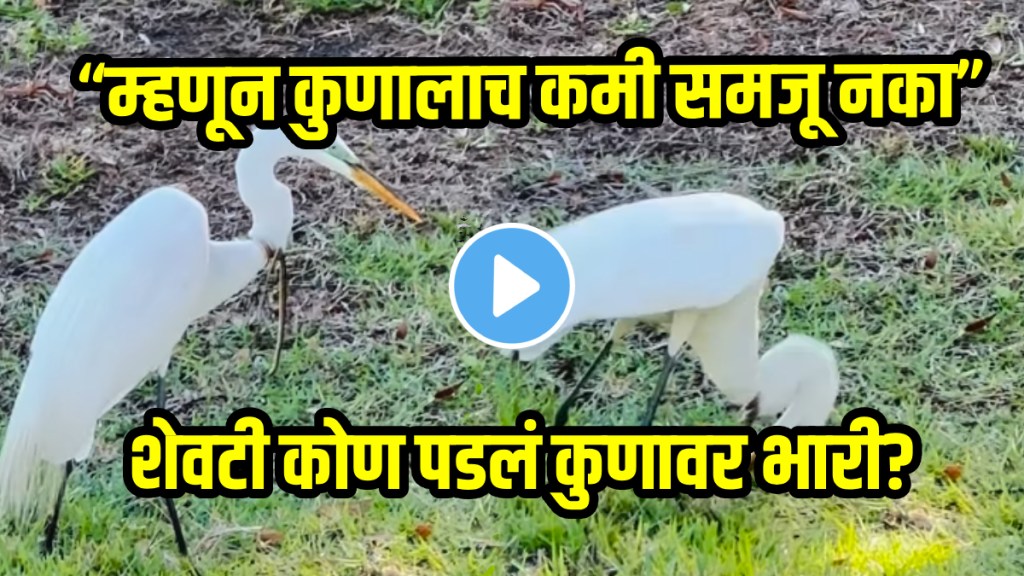 Shocking video of heron and snake animal video viral on social media