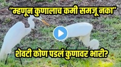 VIDEO: “म्हणून कुणालाच कमी समजू नका” बगळ्यानं नजर टाकताच सापानं थेट डाव टाकला; शेवटी कोण पडलं कुणावर भारी?