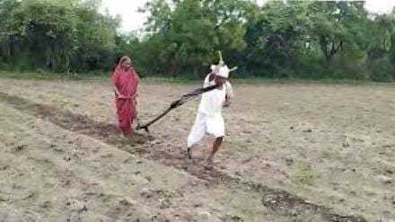 farmer ambadas Pawar hardships harvesting crops like a bullock went viral