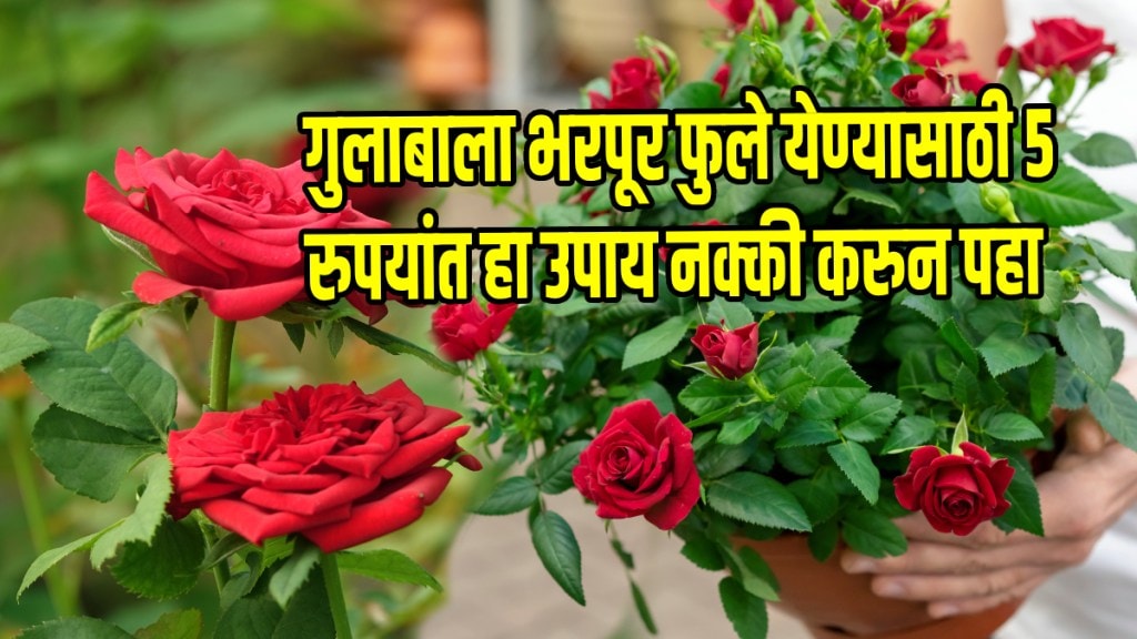 rose plant growing top 5 tips