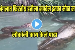 Shocking video anaconda huge snake found in jungle video