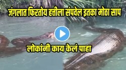 बापरे! जंगलात दिसला महाकाय अ‍ॅनाकोंडा; लोकांनी काय केलं पाहा, भल्यामोठ्या एनाकोंडाचा VIDEO पाहून धडकी भरली
