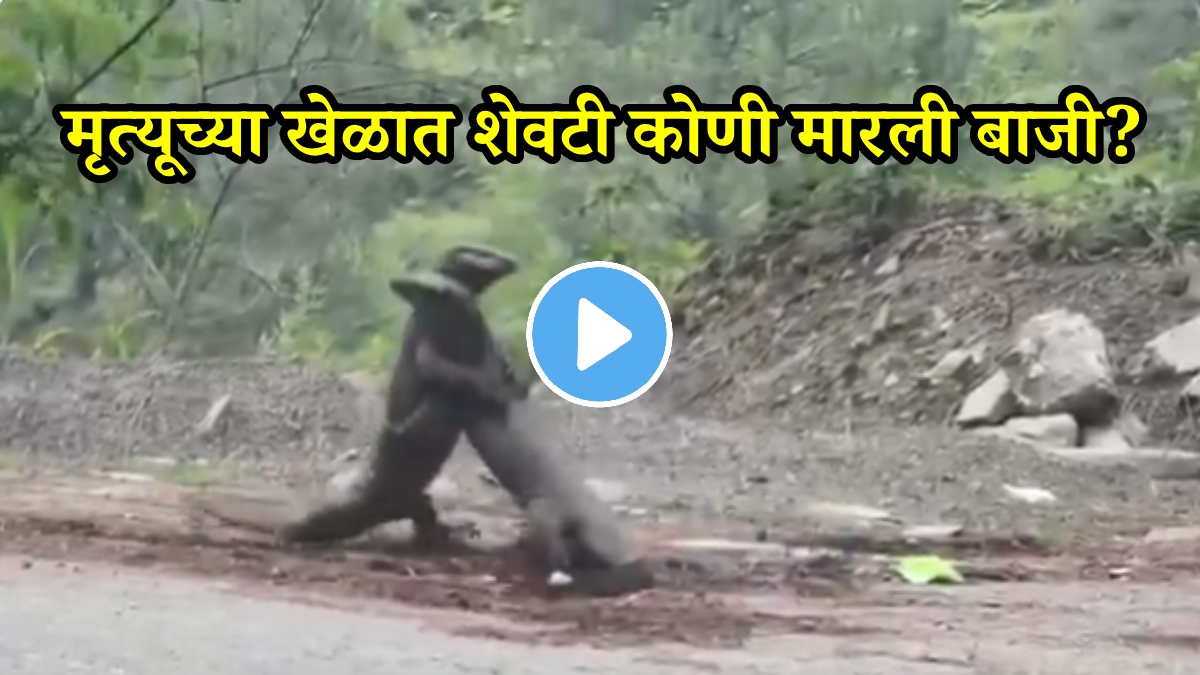 दोन घोरपडींमध्ये भयंकर युद्ध; अक्षरश: एकमेकांना उचलून जमिनीवर आपटलं, मृत्यूच्या खेळात शेवटी कोणी मारली बाजी? VIDEO पाहून थक्क व्हाल